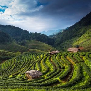 مزارع کشت چای دارجلینگ