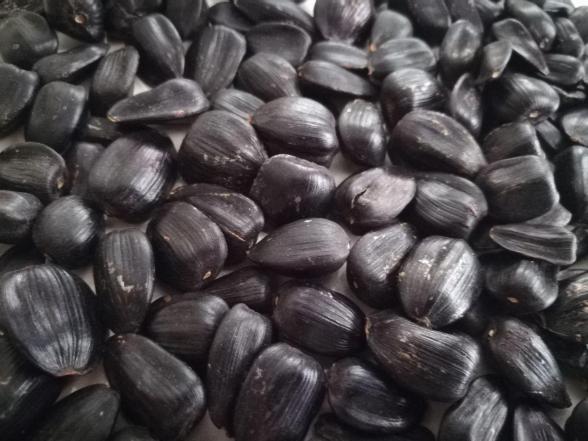 تخمه کله قوچی یا پسته‌ ای