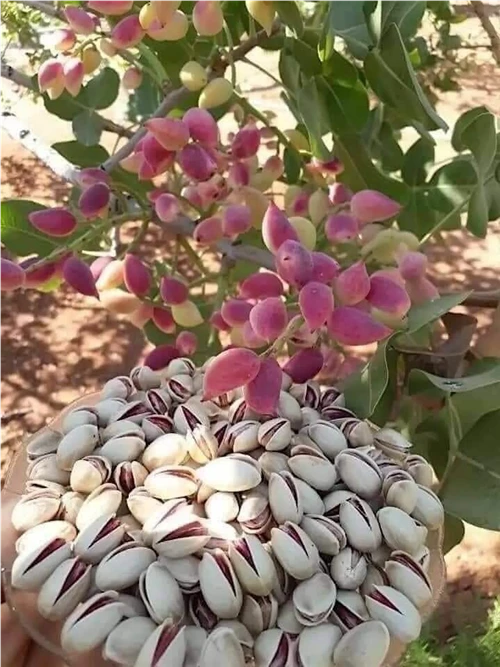 تاریخچه پسته احمد آقایی - نوق