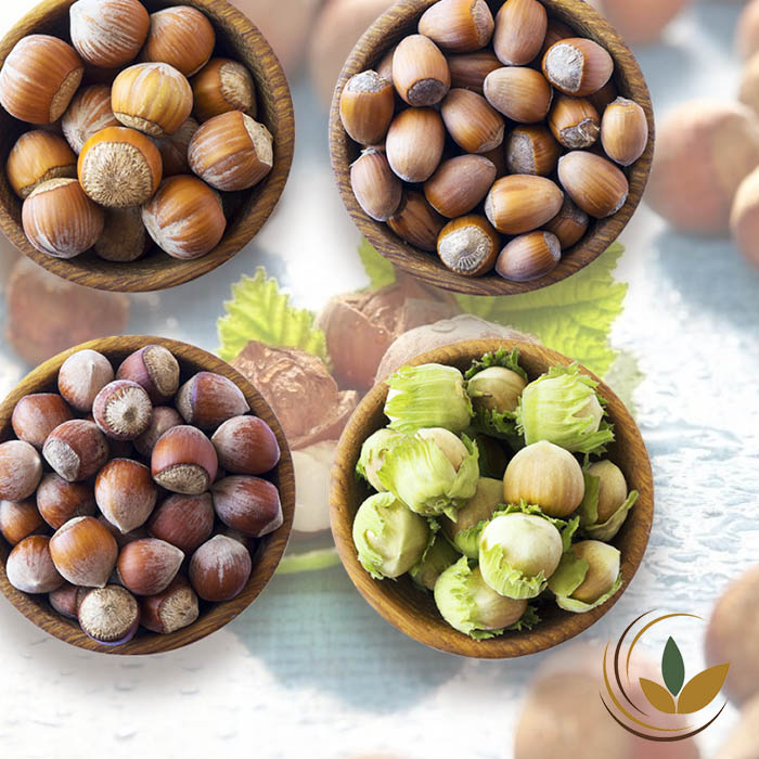آشنایی با انواع فندق چهان در 10 دقیقه + لیست کامل
