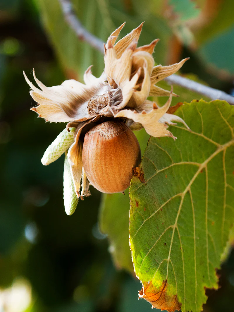 فندق آمریکایی